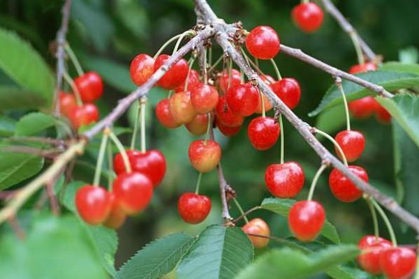 櫻桃樹打藥的時機,上午還是下午,先里還是先外?