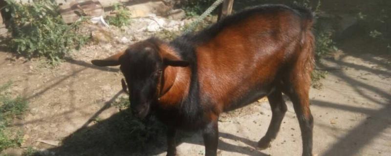 鹿羊多錢一只,在哪里買