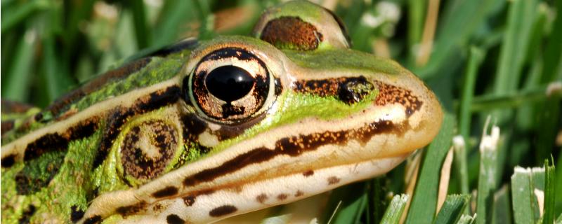 牛蛙市場價多少錢一斤