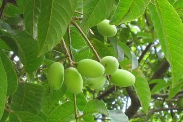 油橄欖樹苗多少錢一棵,常見尺寸為三公分