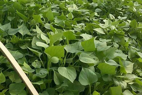 地瓜種植技術與管理，這樣種才能高產