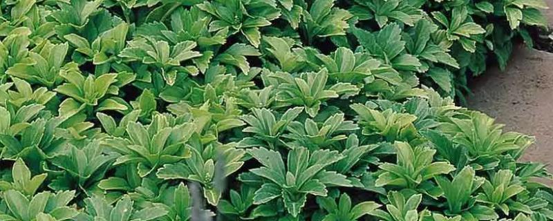 富貴草的養殖方法及養護知識