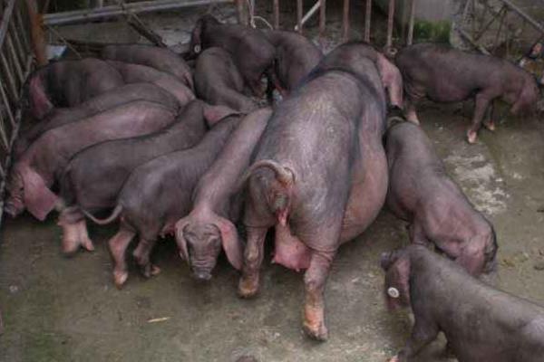 母豬驅蟲時間及用量,驅蟲后幾天可以配種