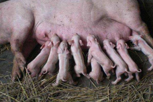 母豬驅蟲時間及用量,驅蟲后幾天可以配種