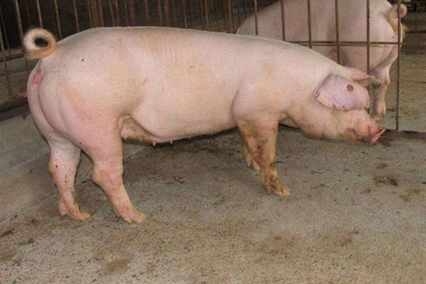 母豬驅蟲時間及用量,驅蟲后幾天可以配種