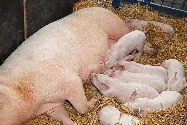 母豬驅蟲時間及用量,驅蟲后幾天可以配種