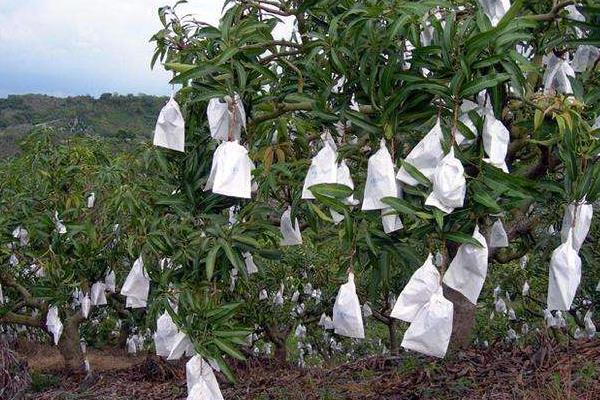 開春果樹澆水時間，什么時候澆更科學