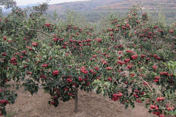開春果樹澆水時間，什么時候澆更科學