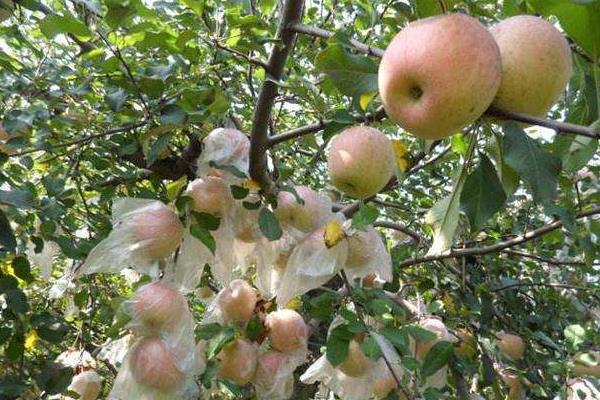 開春果樹澆水時間，什么時候澆更科學