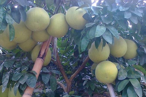 開春果樹澆水時間，什么時候澆更科學