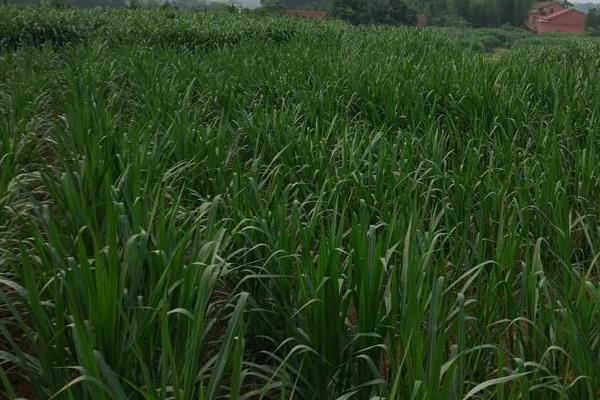 金牧糧草一畝成本多少,用多少公斤種子