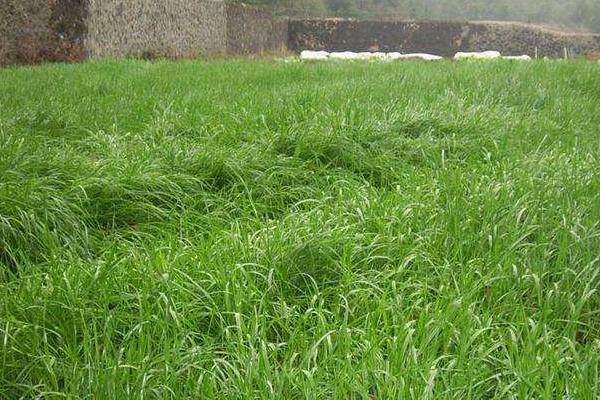 金牧糧草一畝成本多少,用多少公斤種子