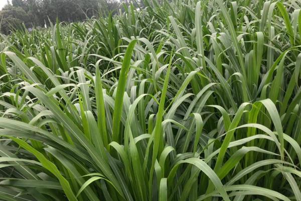 金牧糧草一畝成本多少,用多少公斤種子