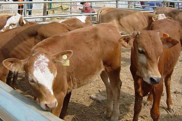 養殖肉牛利潤與成本,附前景分析