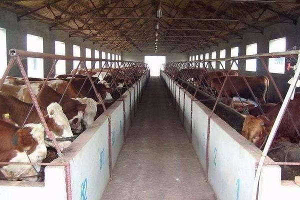 養殖肉牛利潤與成本,附前景分析