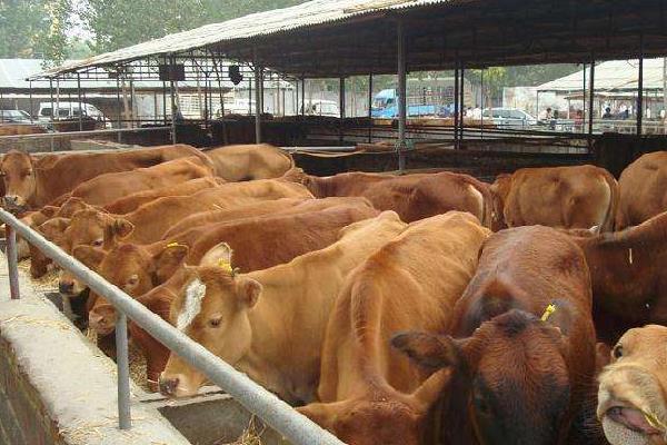 養殖肉牛利潤與成本,附前景分析