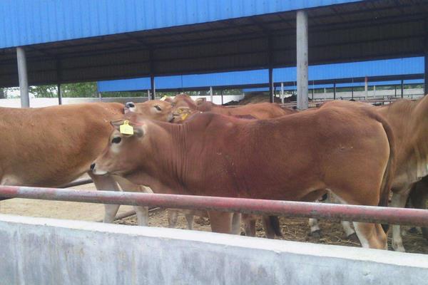 養殖肉牛利潤與成本,附前景分析