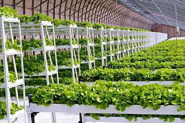 種植大棚蔬菜會虧本嗎,前景怎么樣