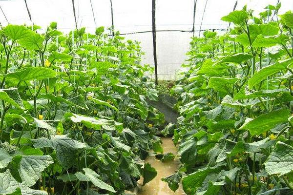 種植大棚蔬菜會虧本嗎,前景怎么樣