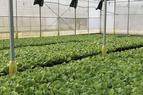 種植大棚蔬菜會虧本嗎,前景怎么樣