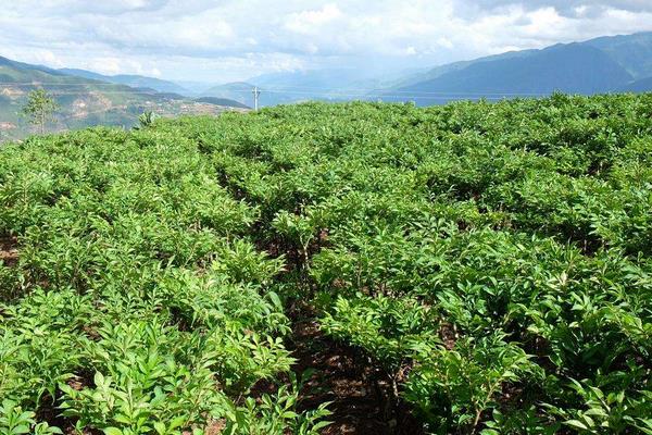 種植魔芋每畝投資多少,一畝需要多少種子