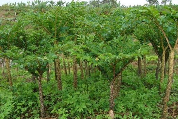 種植魔芋每畝投資多少,一畝需要多少種子