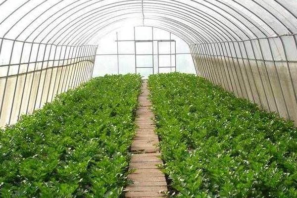 種植大棚蔬菜會虧本嗎,前景怎么樣