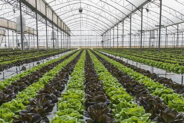 種植大棚蔬菜會虧本嗎,前景怎么樣