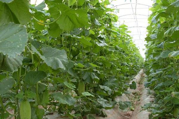 種植大棚蔬菜會虧本嗎,前景怎么樣