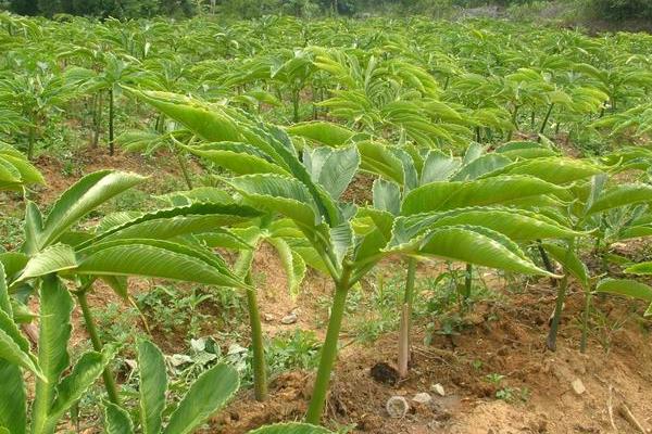 種植魔芋每畝投資多少,一畝需要多少種子