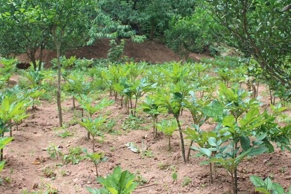 種植魔芋每畝投資多少,一畝需要多少種子