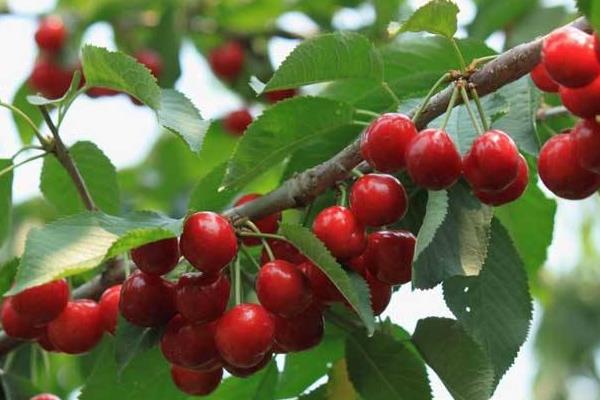 車厘子樹苗適合哪里種，南方北方均可以種嗎