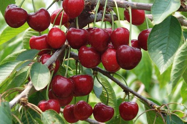 車厘子樹苗適合哪里種，南方北方均可以種嗎