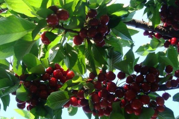 車厘子樹苗適合哪里種，南方北方均可以種嗎