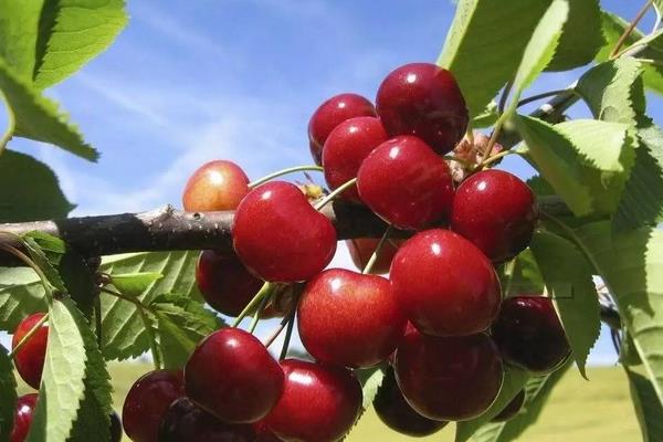 車厘子樹苗適合哪里種，南方北方均可以種嗎