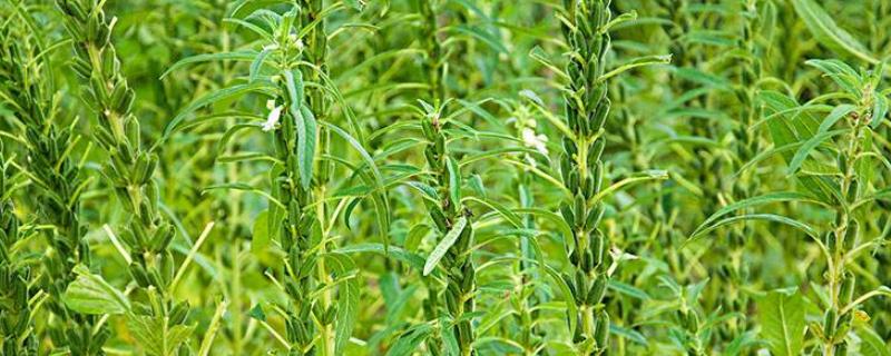 芝麻控旺時(shí)間，4至6葉能控旺嗎