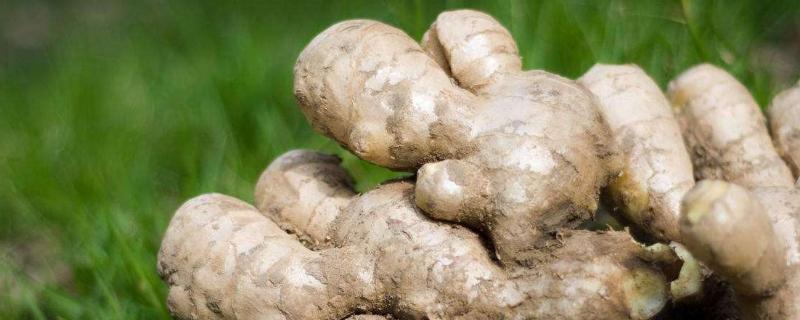 生姜的種植方法和時間,產量一般多少