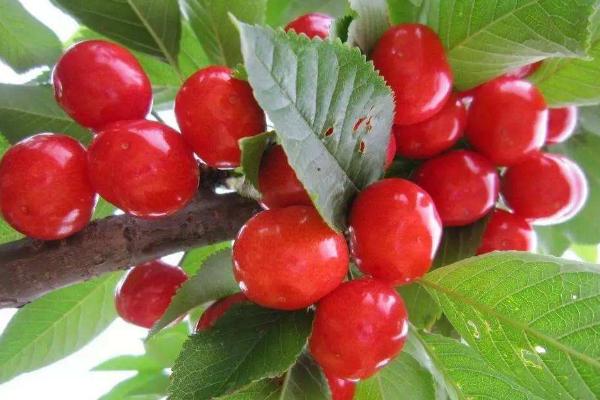 車厘子樹苗適合哪里種，南方北方均可以種嗎