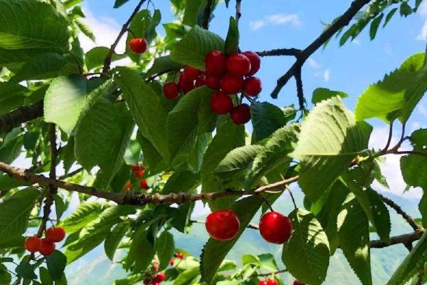 車厘子樹苗適合哪里種，南方北方均可以種嗎