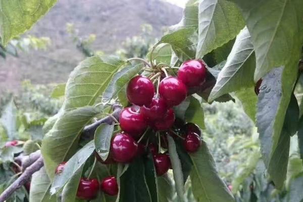 車厘子樹苗適合哪里種，南方北方均可以種嗎