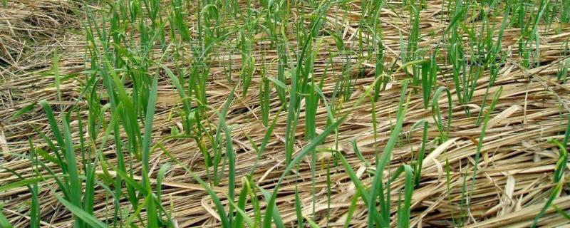 大蒜澆水時間,種下去要不要天天澆水