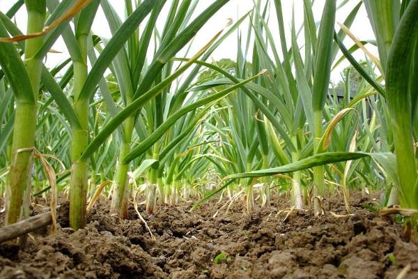 大蒜澆水時間，種下去要不要天天澆水
