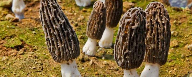 羊肚菌是否越小越貴，市場價多少錢一斤