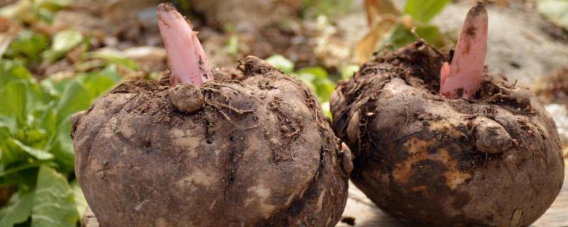 種植魔芋每畝投資多少，一畝需要多少種子