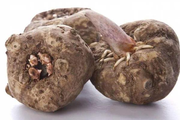 種植魔芋每畝投資多少,一畝需要多少種子