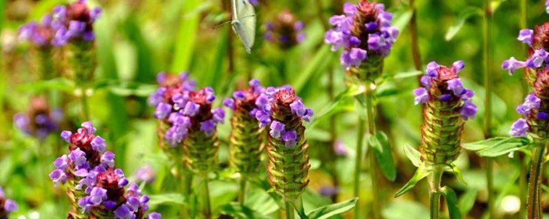 1畝夏枯草收入多少錢