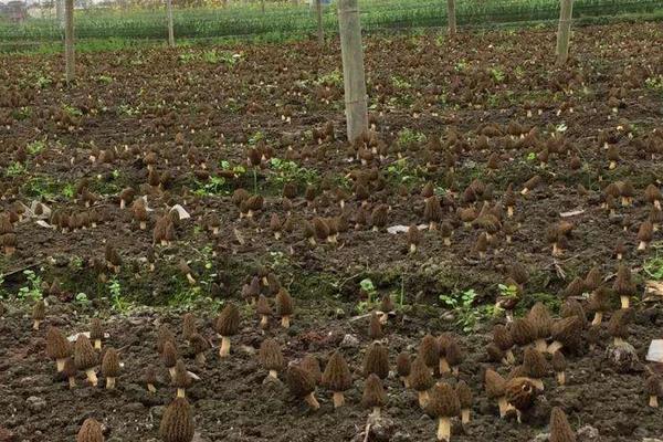 羊肚菌是否越小越貴，市場價多少錢一斤