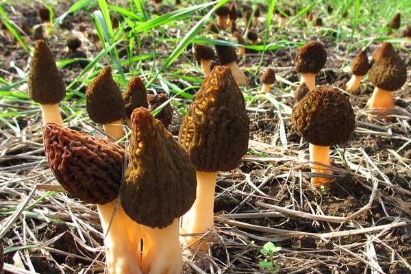 羊肚菌是否越小越貴，市場價多少錢一斤