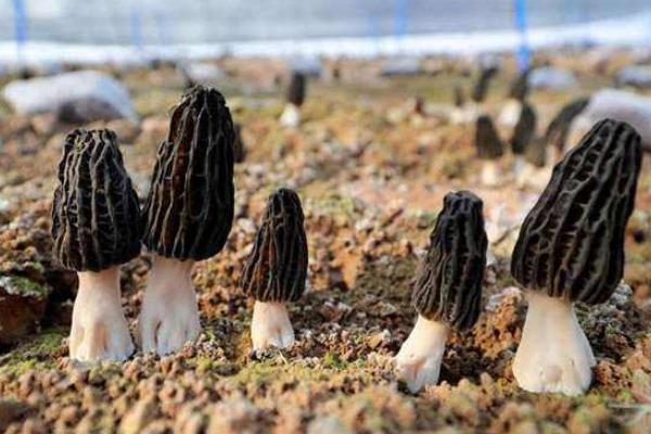 羊肚菌是否越小越貴，市場價多少錢一斤