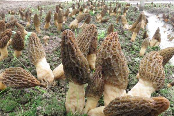 羊肚菌是否越小越貴，市場價多少錢一斤